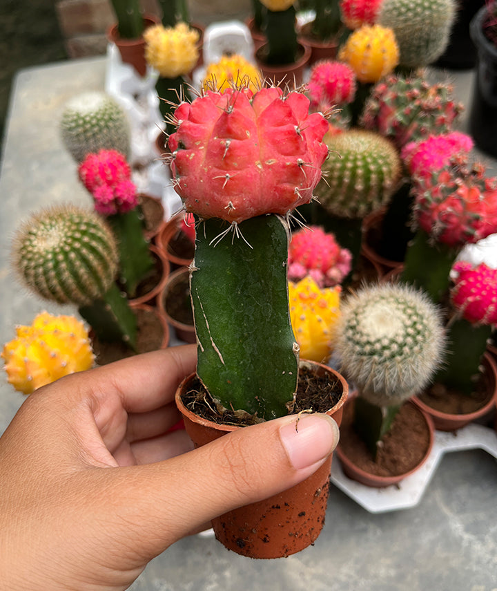 Red Moon Cactus
