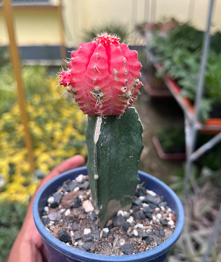 Red Moon Cactus
