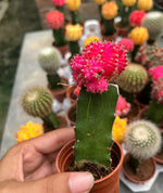 Load image into Gallery viewer, Red Moon Cactus