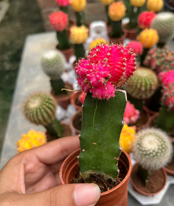 Red Moon Cactus
