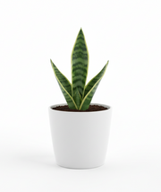 Snake Plant – Golden Hahnii