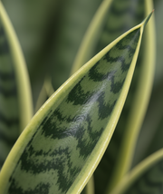 Snake Plant – Golden Hahnii