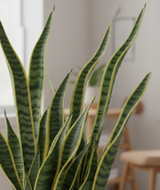Snake Plant – Golden Hahnii