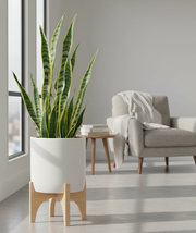 Snake Plant – Golden Hahnii