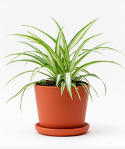 Spider Plant