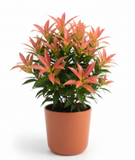 Load image into Gallery viewer, Syzygium Campanulatum
