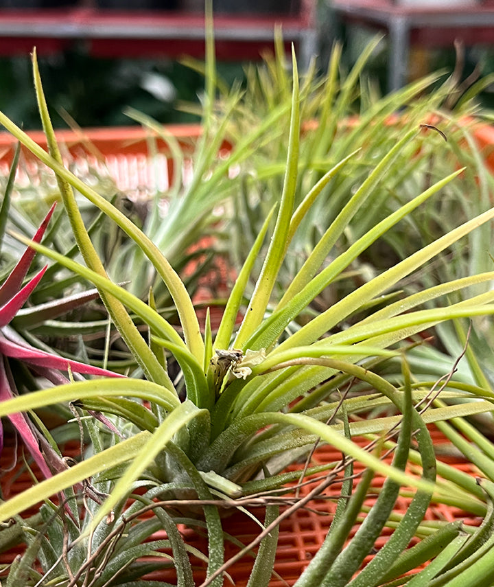 Tillandsia Brachycaulos