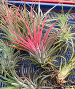 Load image into Gallery viewer, Tillandsia Ionantha