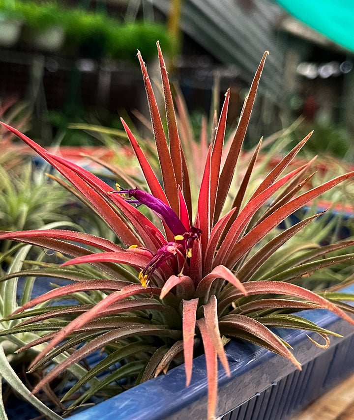 Tillandsia Ionantha