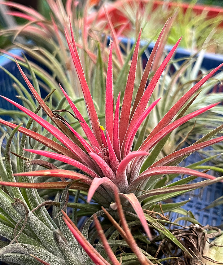 Tillandsia Ionantha