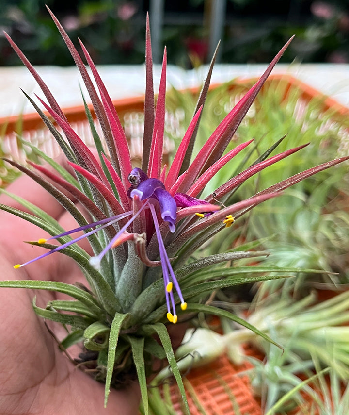 Tillandsia Ionantha