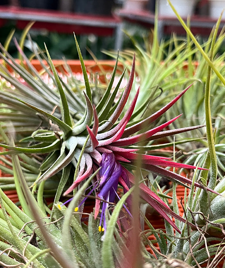 Tillandsia Ionantha