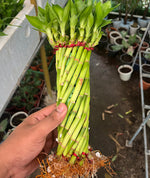 Load image into Gallery viewer, Lucky Bamboo – Wheel
