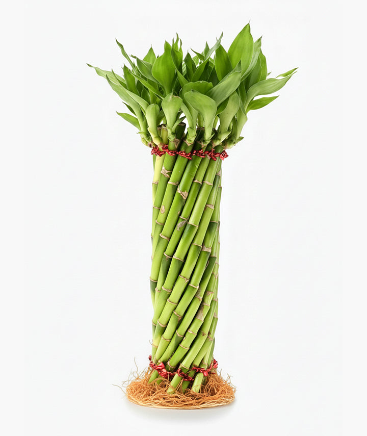 Lucky Bamboo – Wheel