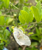 Load image into Gallery viewer, White Butterfly Pea (White Aparajita)