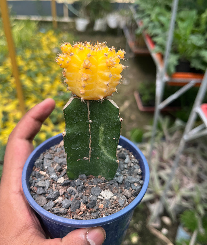 Yellow Moon Cactus