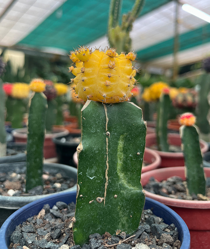 Yellow Moon Cactus