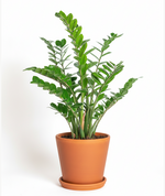 Load image into Gallery viewer, ZZ Plant
