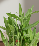 Load image into Gallery viewer, Lucky Bamboo Plant - 2 Layer
