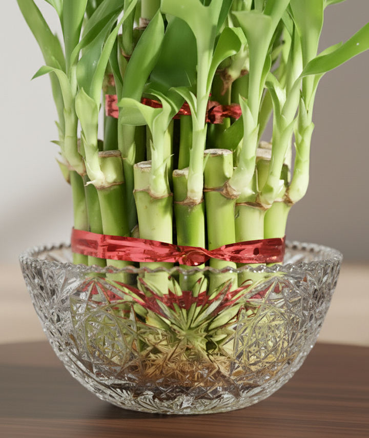 Lucky Bamboo Plant - 2 Layer