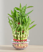 Load image into Gallery viewer, Lucky Bamboo Plant - 3 Layer

