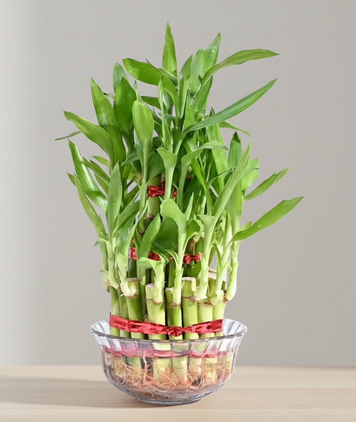 Lucky Bamboo Plant - 3 Layer