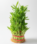 Load image into Gallery viewer, Lucky Bamboo Plant - 5 Layer
