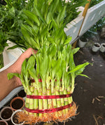 Load image into Gallery viewer, Lucky Bamboo Plant - 5 Layer
