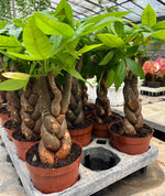 Load image into Gallery viewer, Pachira Money Tree
