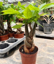 Pachira Money Tree