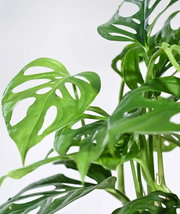 Philodendron Broken Heart