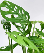 Philodendron Broken Heart