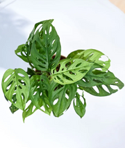 Philodendron Broken Heart