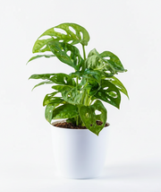 Philodendron Broken Heart